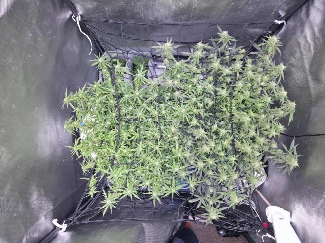 Bubblegum Femaleseeds. Week 13 - 03/04/2026
Lights off!