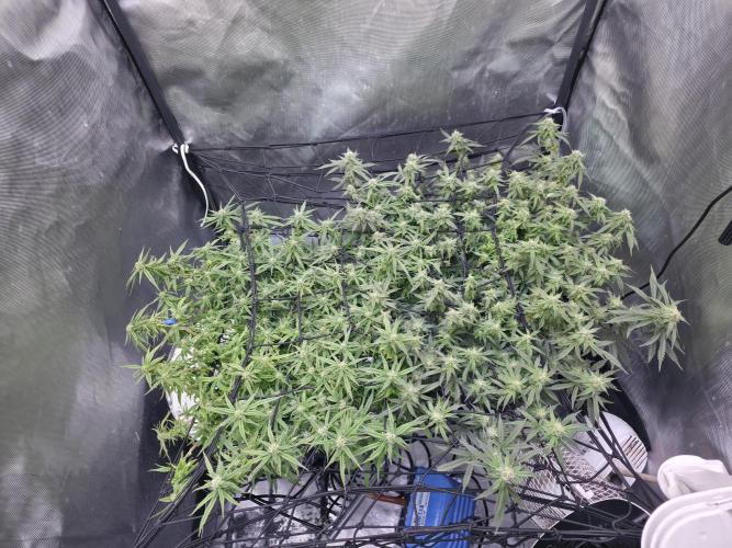 Bubblegum Femaleseeds. Week 13 - 03/04/2026
Lights off!