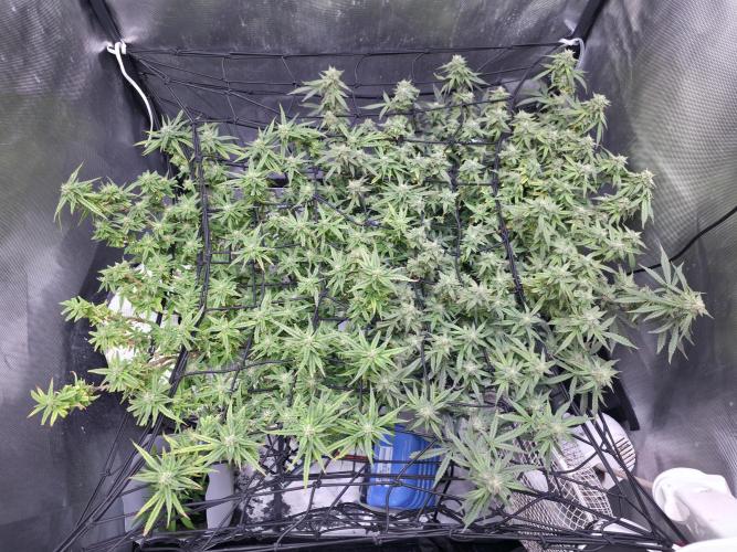 Bubblegum Femaleseeds. Week 14 - 07/04/2026