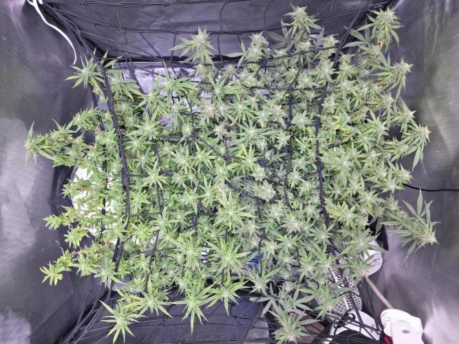 Bubblegum Femaleseeds. Week 14 - 07/04/2026