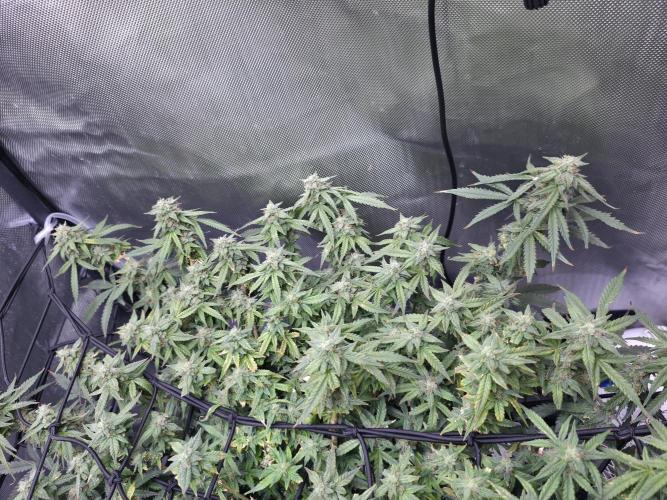Bubblegum Femaleseeds. Week 14 - 07/04/2026
