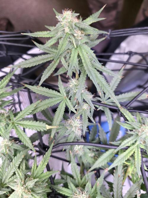 Bubblegum Femaleseeds. Week 14 - 07/04/2026