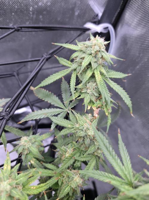 Bubblegum Femaleseeds. Week 14 - 07/04/2026