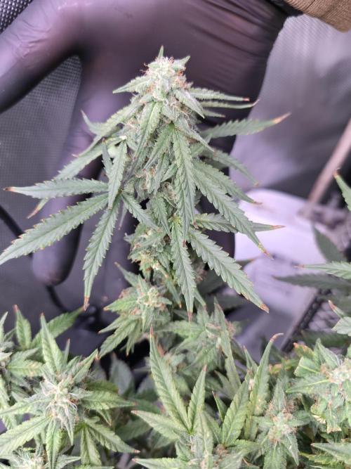 Bubblegum Femaleseeds. Week 14 - 07/04/2026