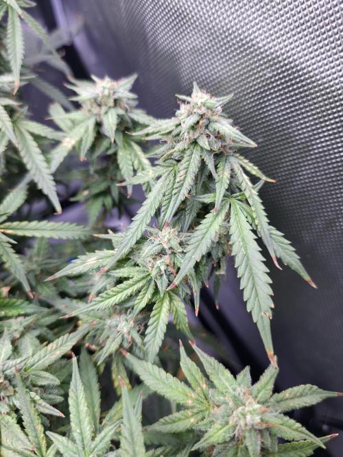 Bubblegum Femaleseeds. Week 14 - 07/04/2026