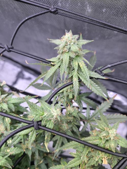 Bubblegum Femaleseeds. Week 14 - 07/04/2026