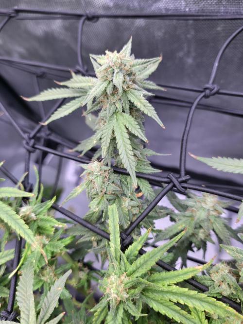 Bubblegum Femaleseeds. Week 14 - 07/04/2026