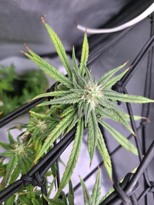Bubblegum Femaleseeds. Week 14 - 07/04/2026