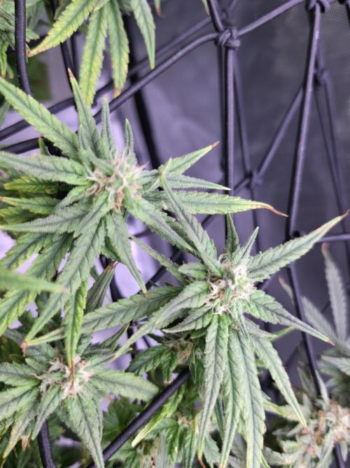 Bubblegum Femaleseeds. Week 14 - 07/04/2026