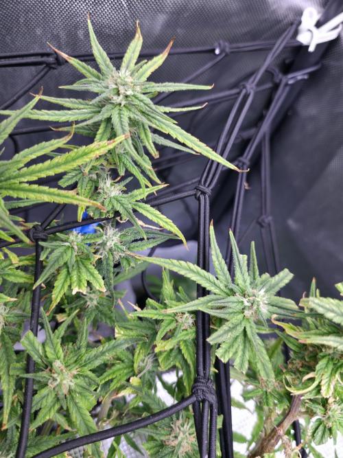 Bubblegum Femaleseeds. Week 14 - 07/04/2026