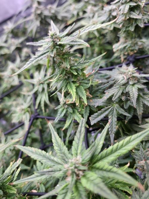 Bubblegum Femaleseeds. Week 14 - 07/04/2026