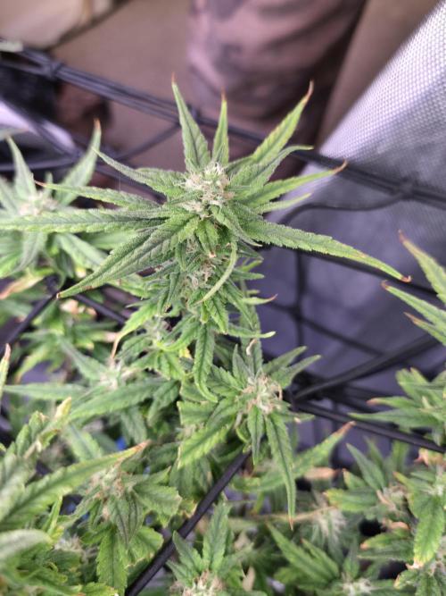 Bubblegum Femaleseeds. Week 14 - 07/04/2026