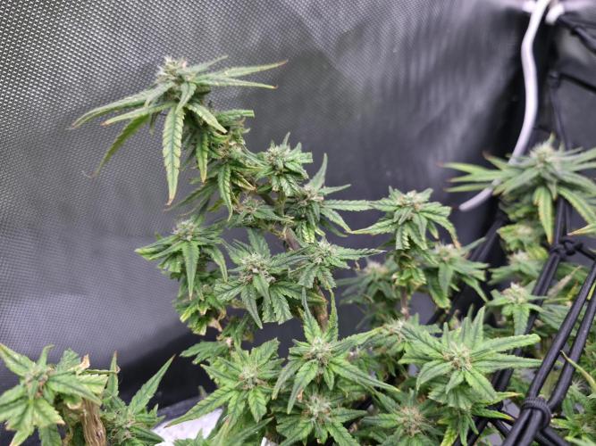 Bubblegum Femaleseeds. Week 14 - 07/04/2026