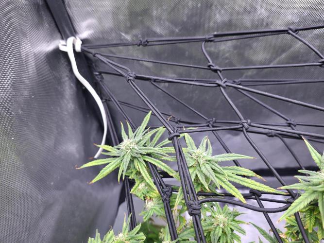 Bubblegum Femaleseeds. Week 14 - 07/04/2026
