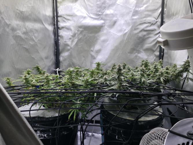 Bubblegum Femaleseeds. Week 14 - 07/04/2026