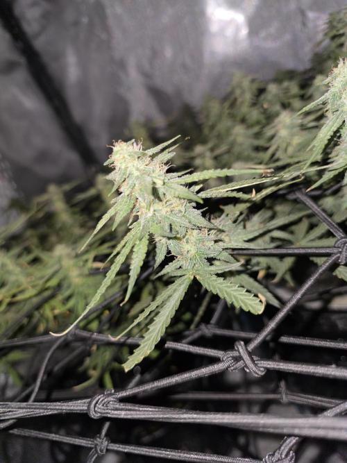 Bubblegum Femaleseeds. Week 14 - 08/04/2024
Lights Out.
~don't let you eyes deceive you. These smaller buds are d