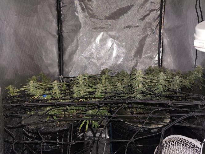 Bubblegum Femaleseeds. Week 14 - 08/04/2024
Lights Out.
~don't let you eyes deceive you. These smaller buds are d