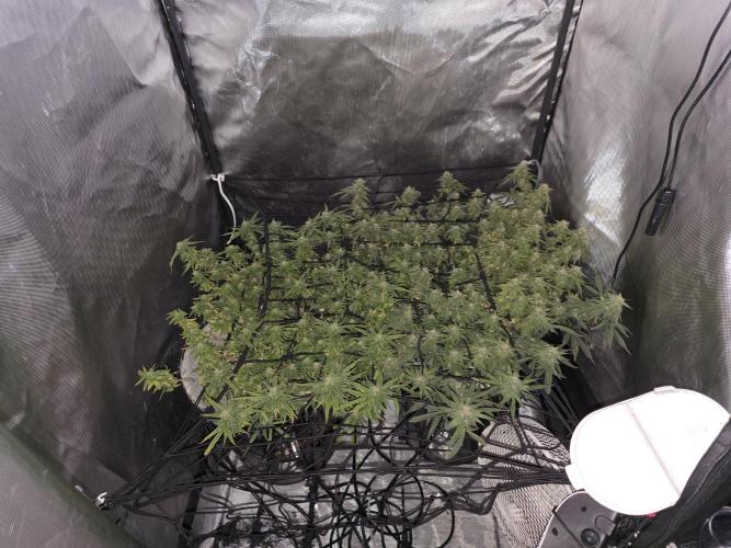 Bubblegum Femaleseeds. Week 14 - 08/04/2024
Lights Out.
~don't let you eyes deceive you. These smaller buds are d