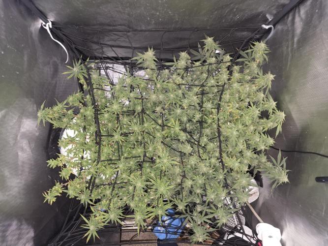 Bubblegum Femaleseeds. Week 14 - 08/04/2024
Lights Out.
~don't let you eyes deceive you. These smaller buds are d