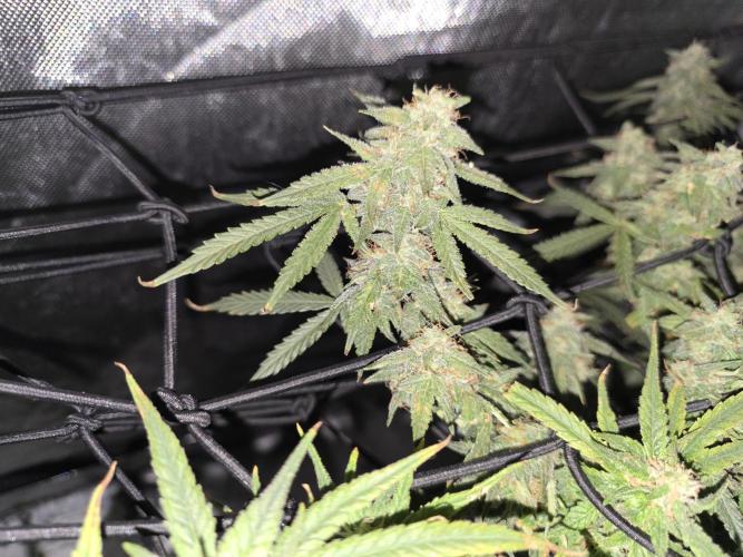 Bubblegum Femaleseeds. Week 14 - 08/04/2024
Lights Out.
~don't let you eyes deceive you. These smaller buds are d