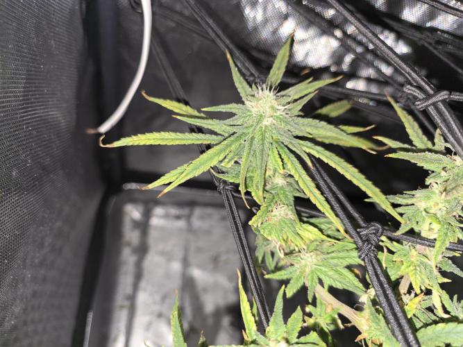 Bubblegum Femaleseeds. Week 14 - 08/04/2024
Lights Out.
~don't let you eyes deceive you. These smaller buds are d