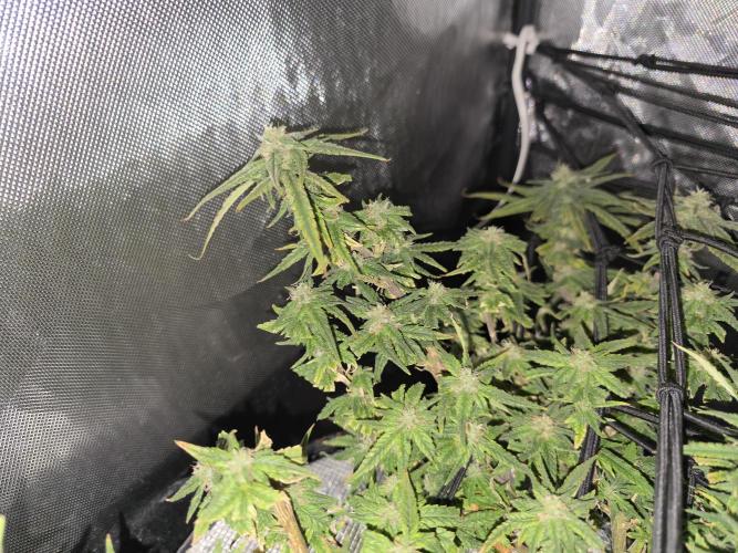 Bubblegum Femaleseeds. Week 14 - 08/04/2024
Lights Out.
~don't let you eyes deceive you. These smaller buds are d