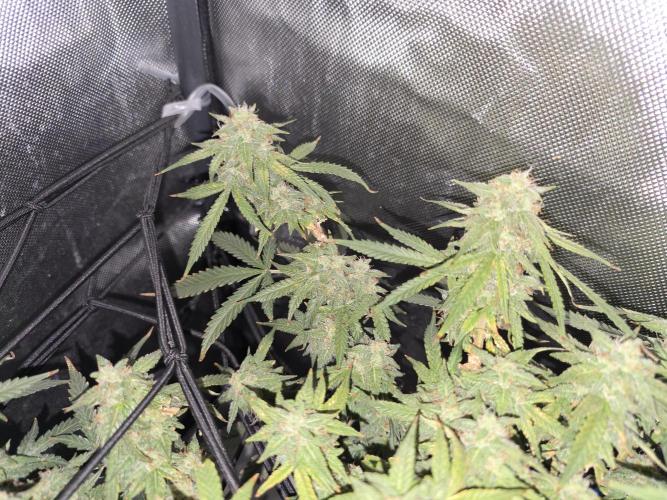 Bubblegum Femaleseeds. Week 14 - 08/04/2024
Lights Out.
~don't let you eyes deceive you. These smaller buds are d