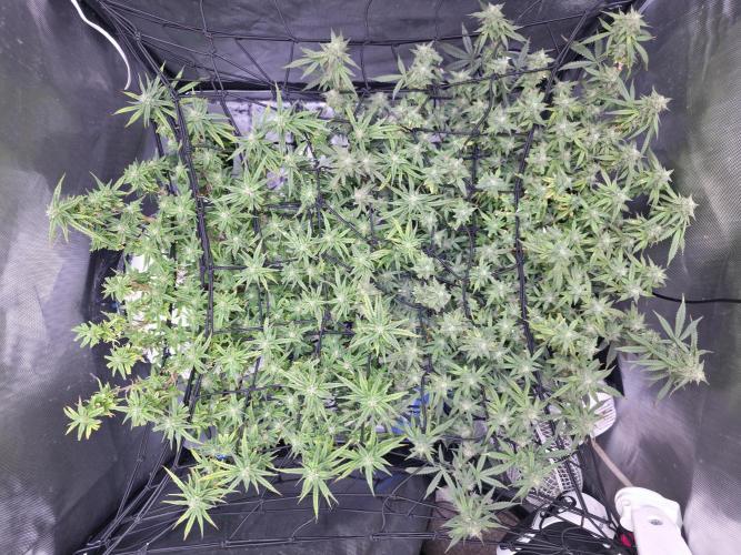 Bubblegum Femaleseeds. Week 14 - 08/04/2026
Yes! Recovered before the swelling 