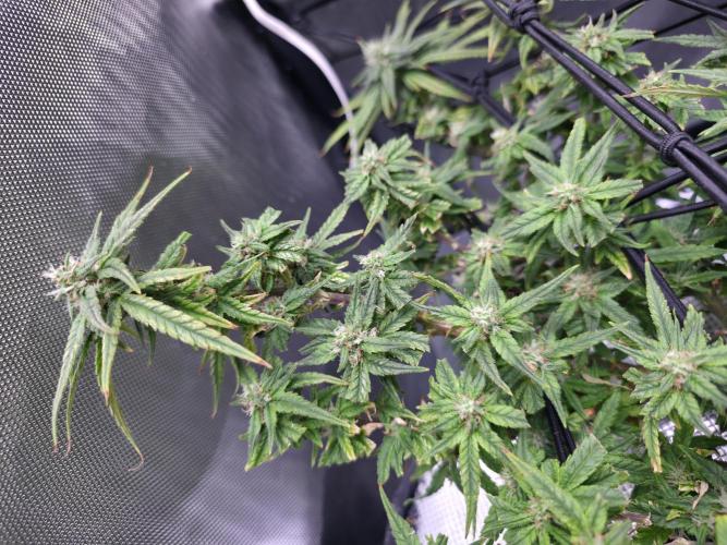 Bubblegum Femaleseeds. Week 14 - 08/04/2026
Yes! Recovered before the swelling 