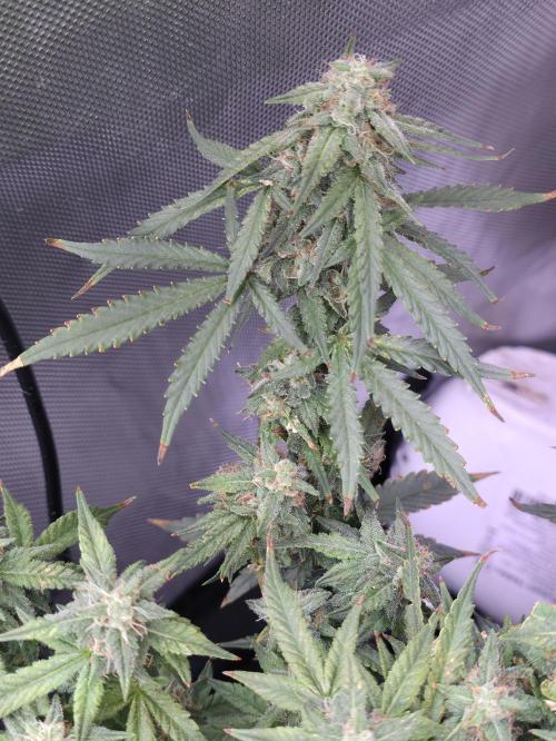 Bubblegum Femaleseeds. Week 14 - 08/04/2026
Yes! Recovered before the swelling 