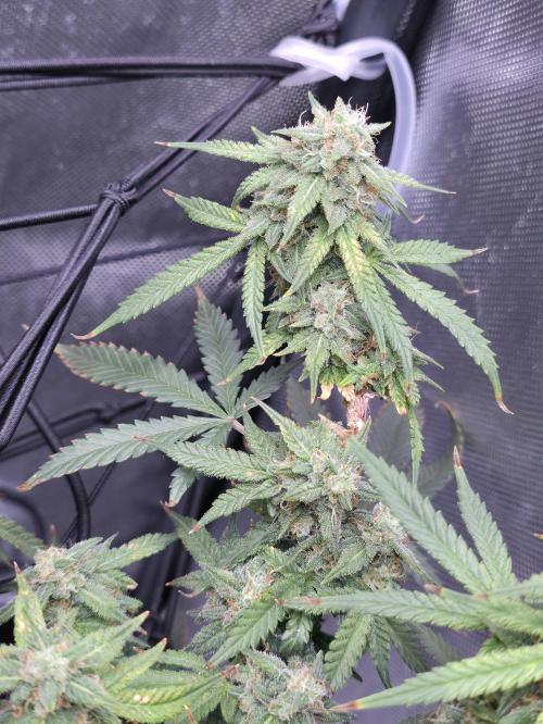 Bubblegum Femaleseeds. Week 14 - 08/04/2026
Yes! Recovered before the swelling 