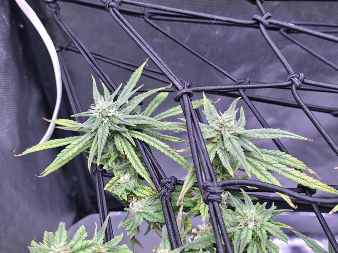 Bubblegum Femaleseeds. Week 14 - 08/04/2026
Yes! Recovered before the swelling 