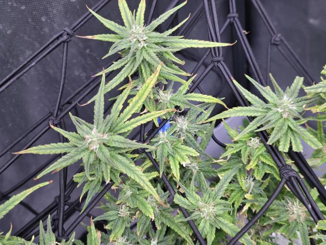 Bubblegum Femaleseeds. Week 14 - 08/04/2026
Yes! Recovered before the swelling 