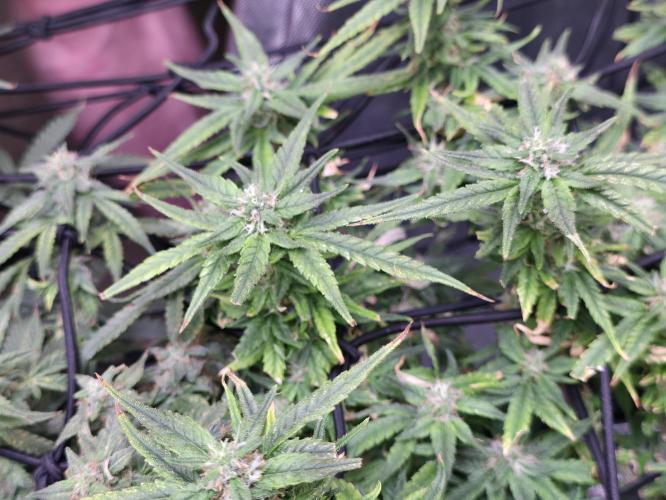 Bubblegum Femaleseeds. Week 14 - 08/04/2026
Yes! Recovered before the swelling 