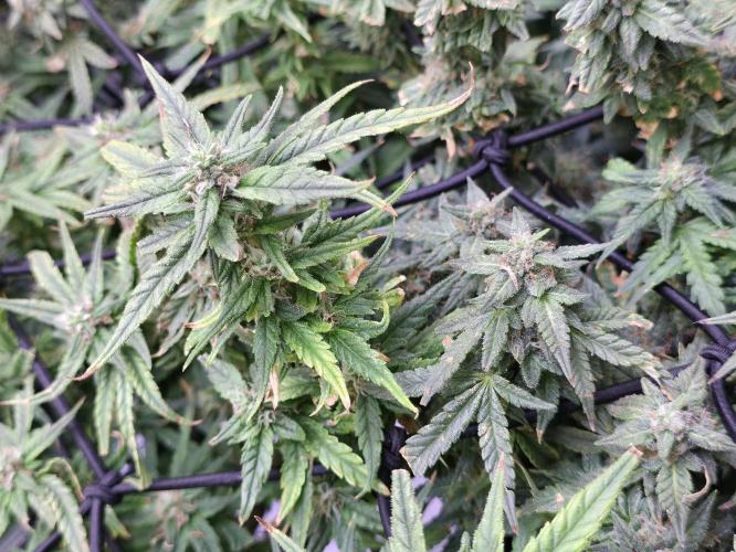 Bubblegum Femaleseeds. Week 14 - 08/04/2026
Yes! Recovered before the swelling 08/04/2026
Yes! Recovered before t