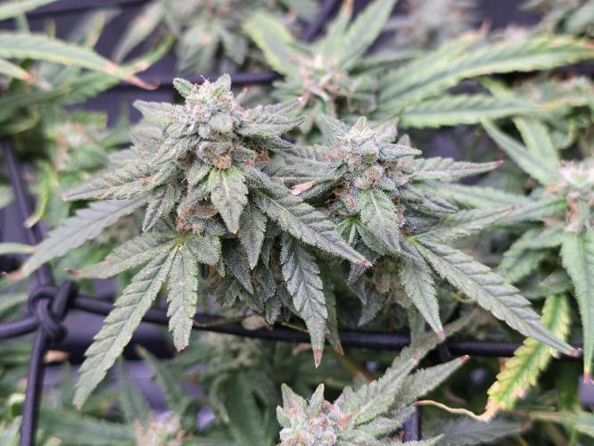 Bubblegum Femaleseeds. Week 14 - 08/04/2026
Yes! Recovered before the swelling 