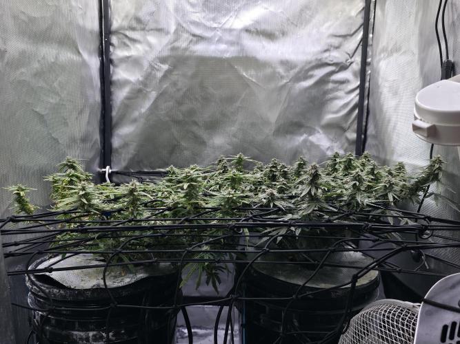 Bubblegum Femaleseeds. Week 14 - 08/04/2026
Yes! Recovered before the swelling 