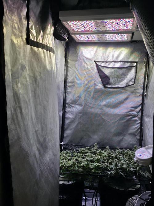 Bubblegum Femaleseeds. Week 14 - 08/04/2026
Yes! Recovered before the swelling 
