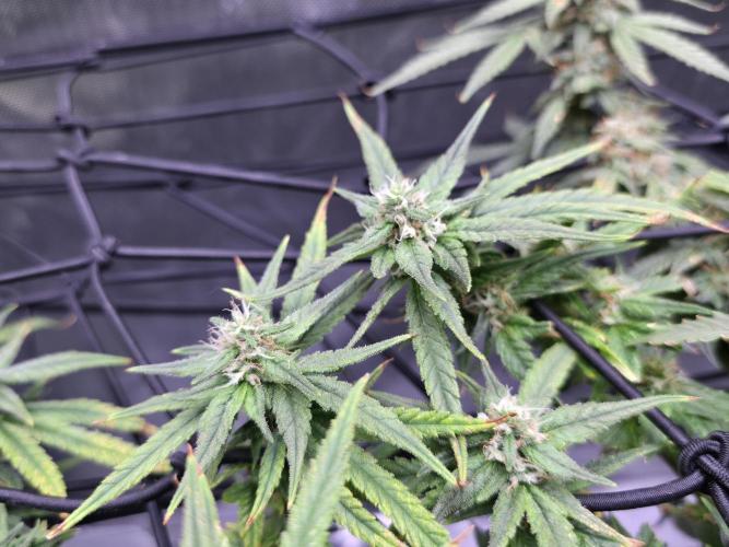 Bubblegum Femaleseeds. Week 14 - 08/04/2026
● - The AFTER 8's - ●
