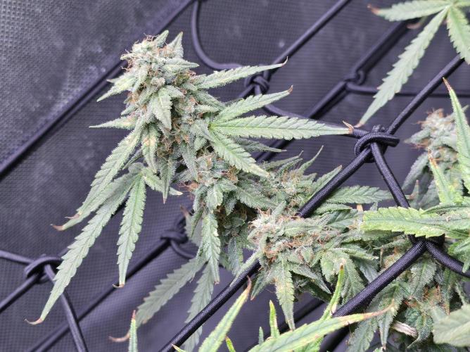 Bubblegum Femaleseeds. Week 14 - 08/04/2026
● - The AFTER 8's - ●