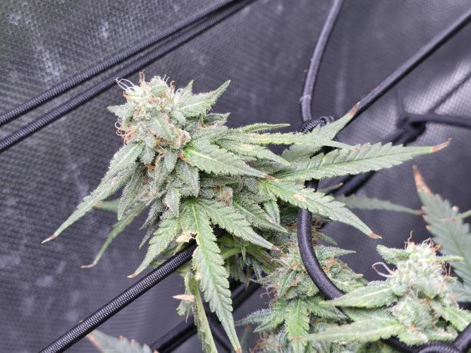 Bubblegum Femaleseeds. Week 14 - 08/04/2026
● - The AFTER 8's - ●
