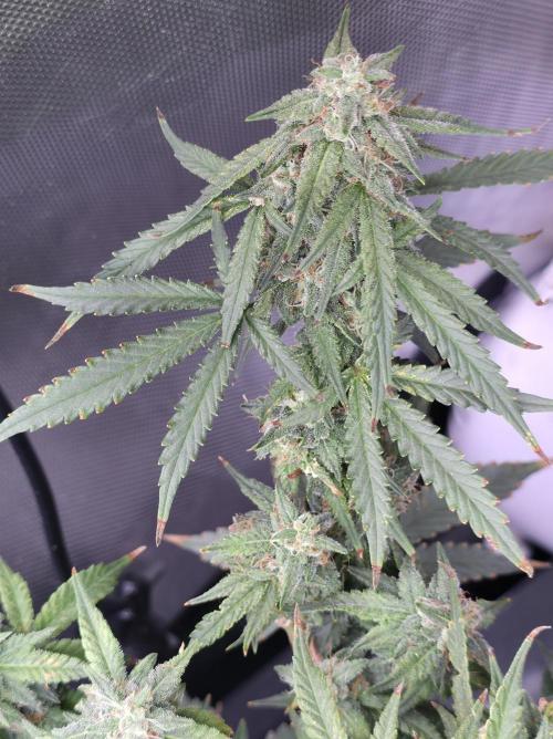 Bubblegum Femaleseeds. Week 14 - 08/04/2026
● - The AFTER 8's - ●