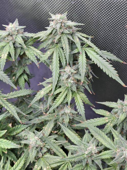 Bubblegum Femaleseeds. Week 14 - 08/04/2026
● - The AFTER 8's - ●