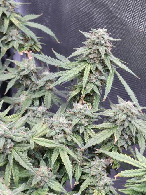 Bubblegum Femaleseeds. Week 14 - 08/04/2026
● - The AFTER 8's - ●