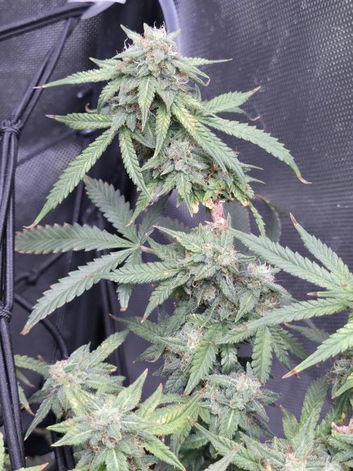Bubblegum Femaleseeds. Week 14 - 08/04/2026
● - The AFTER 8's - ●