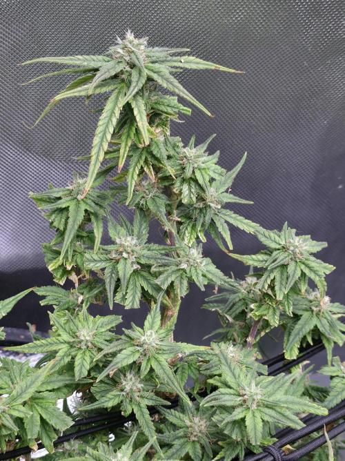 Bubblegum Femaleseeds. Week 14 - 08/04/2026
● - The AFTER 8's - ●