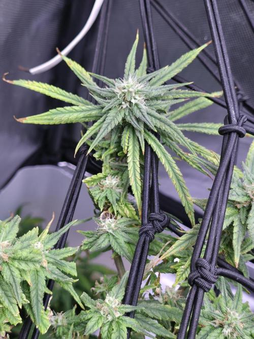Bubblegum Femaleseeds. Week 14 - 08/04/2026
● - The AFTER 8's - ●