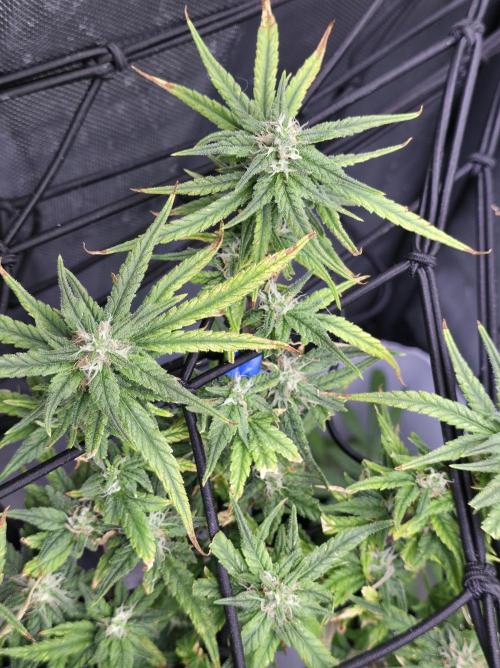 Bubblegum Femaleseeds. Week 14 - 08/04/2026
● - The AFTER 8's - ●