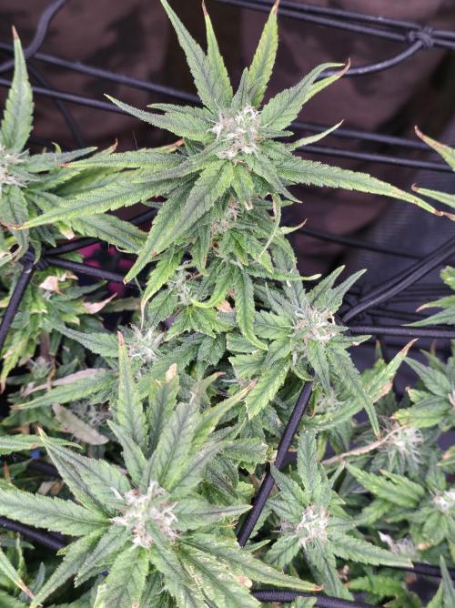 Bubblegum Femaleseeds. Week 14 - 08/04/2026
● - The AFTER 8's - ●