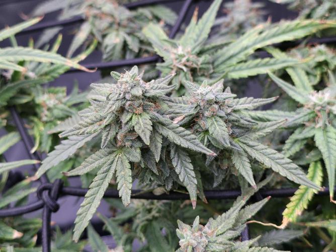 Bubblegum Femaleseeds. Week 14 - 08/04/2026
● - The AFTER 8's - ●